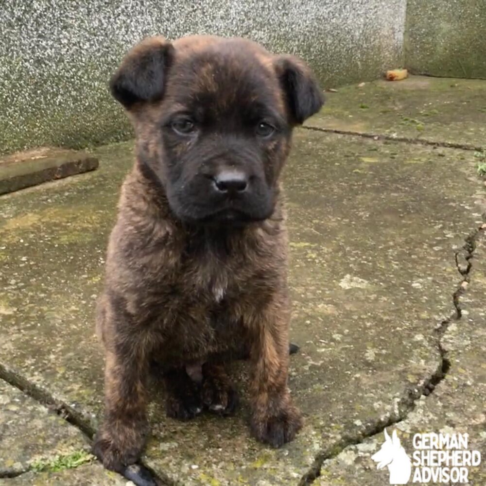 cane corso german shepherd mix puppies