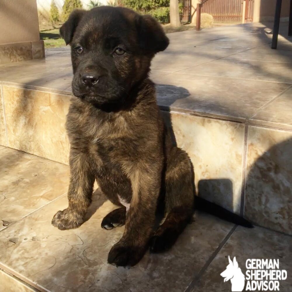 cane corso german shepherd mix puppy