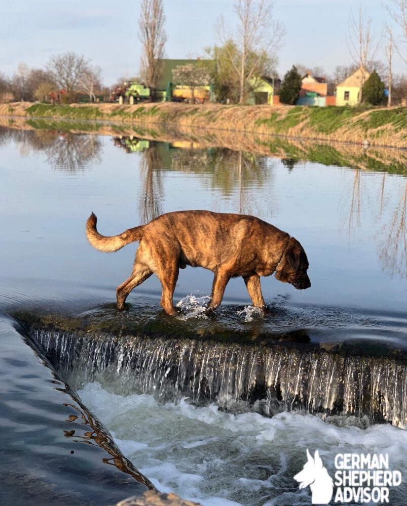 cane corso mix with german shepherd