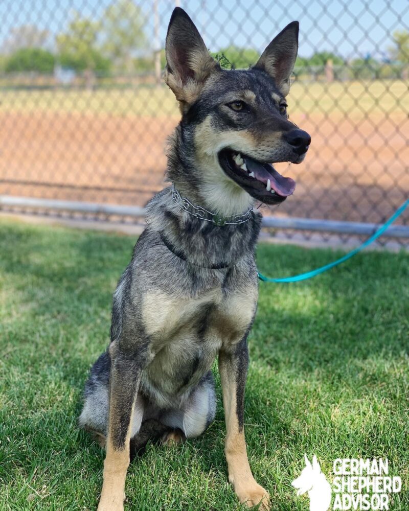 coydog gsd coyote mixed