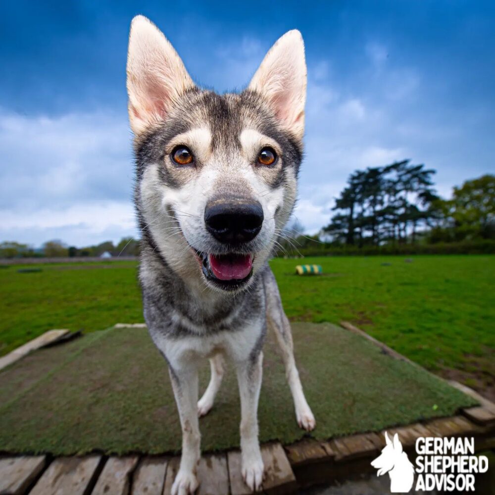 disabled husky dog