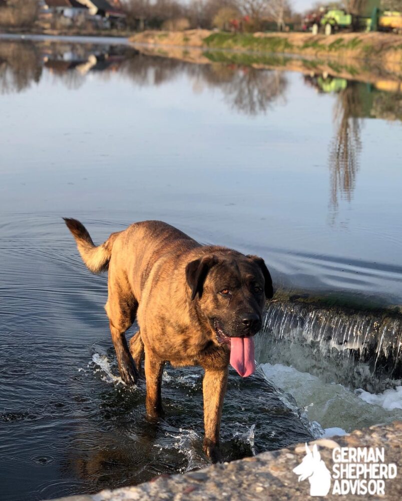 full grown cane corso german shepherd mix