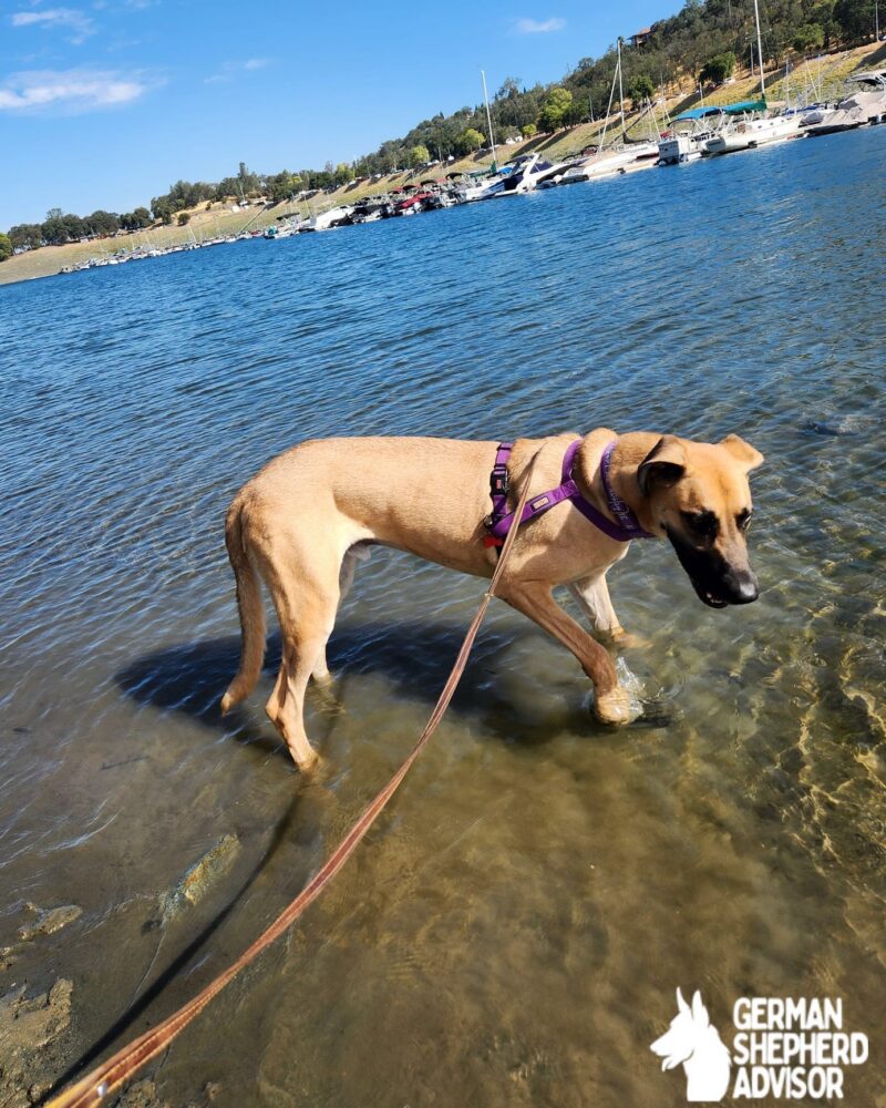 german shepherd and great dane mix