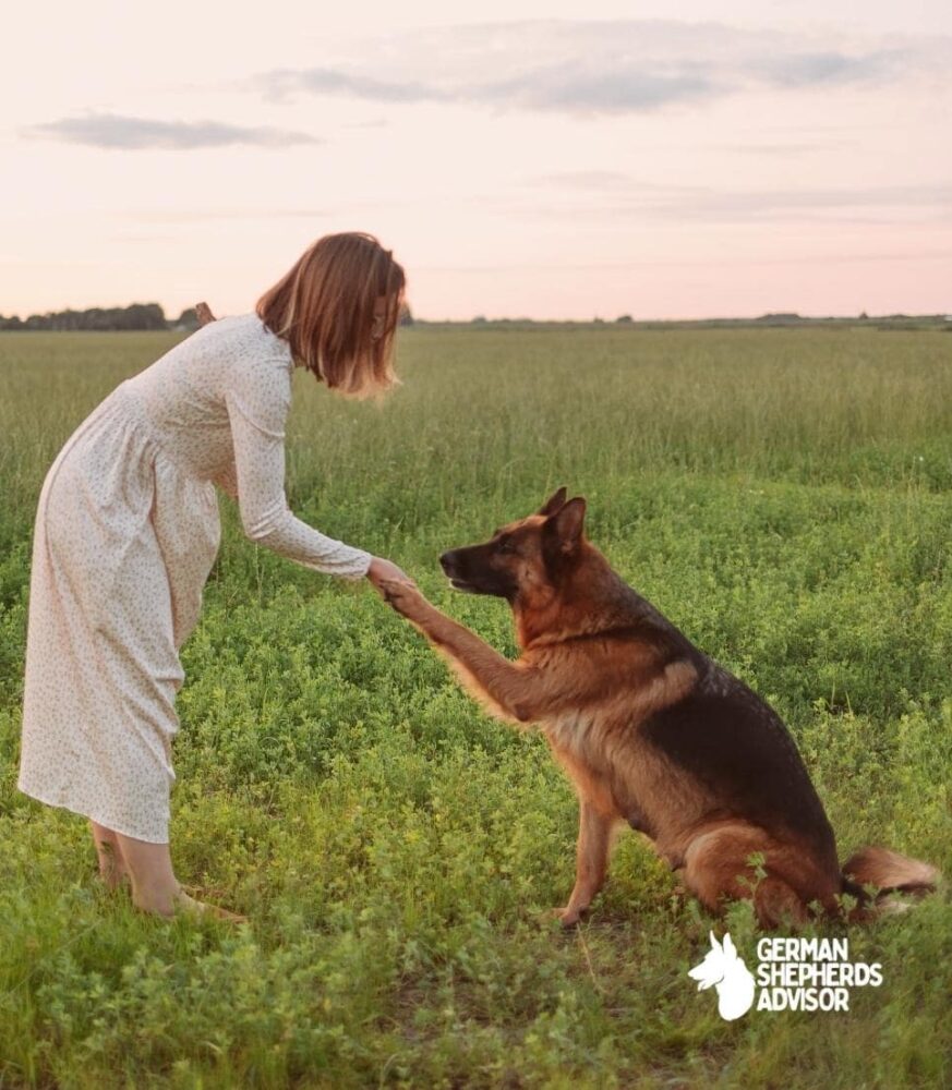 german shepherd is shaking hand