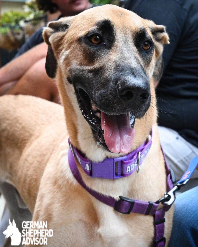 german shepherd mixed with great dane