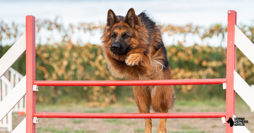 german shepherd show dog is learning jump