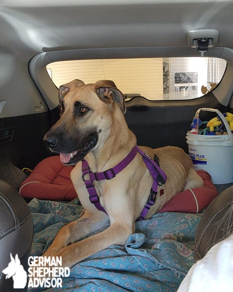 great dane mixed with german shepherd