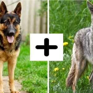 parents breed of German Shepherd Coyote mix