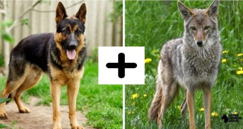 parents breed of German Shepherd Coyote mix