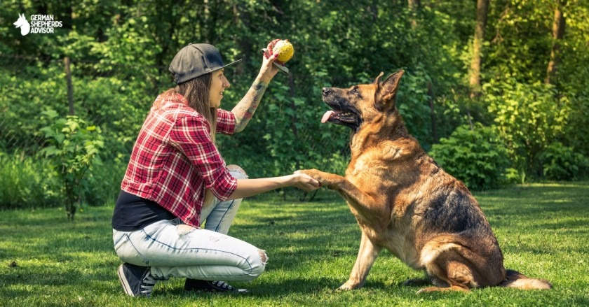 train german shepherd sit command