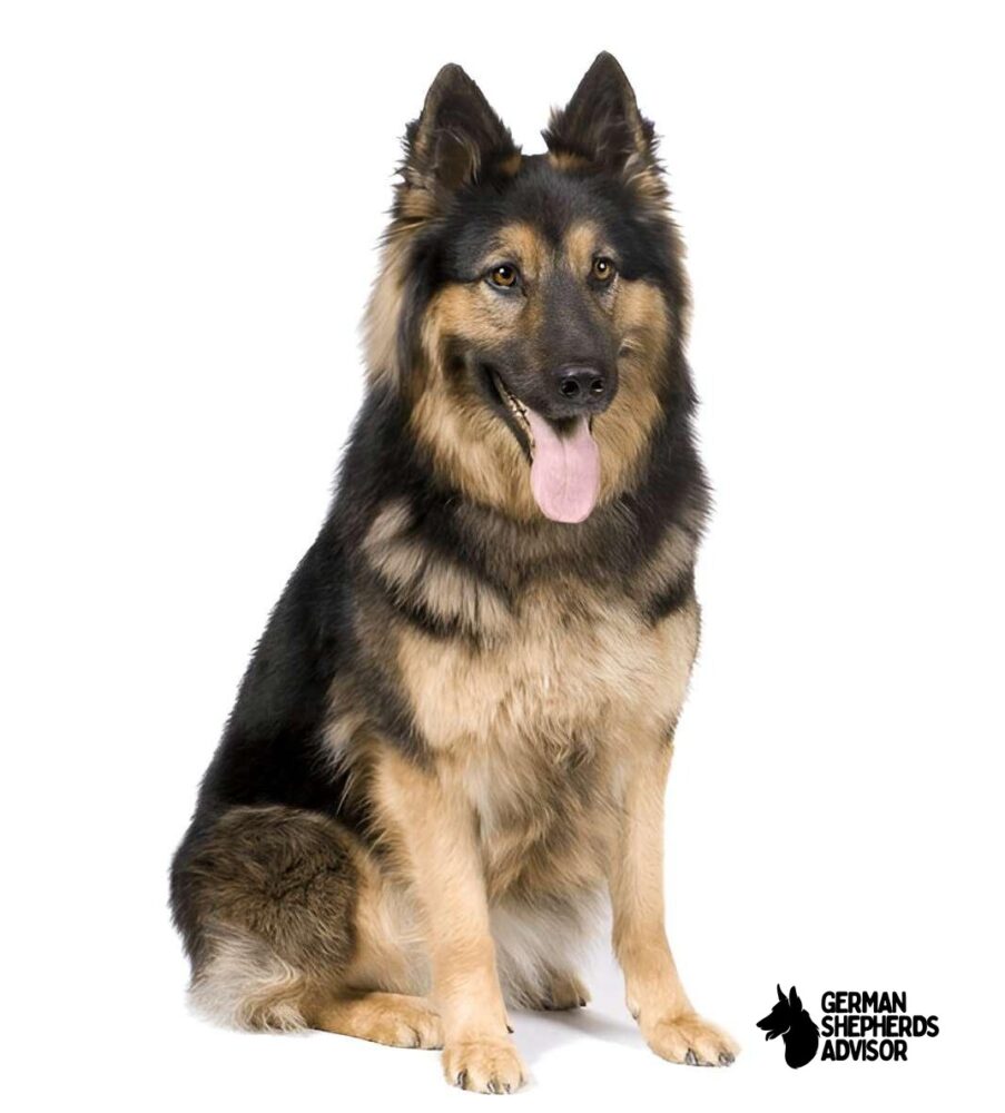 Black and Cream german shepherd