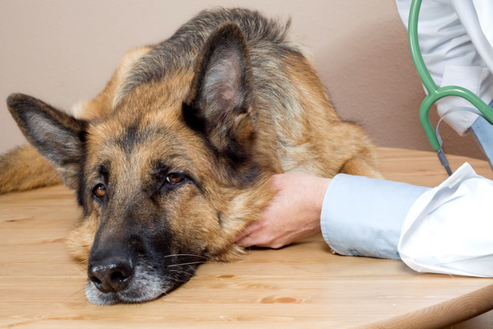 Does Neutering Affect the Onset or Severity of Vestibular Disease in German Shepherds