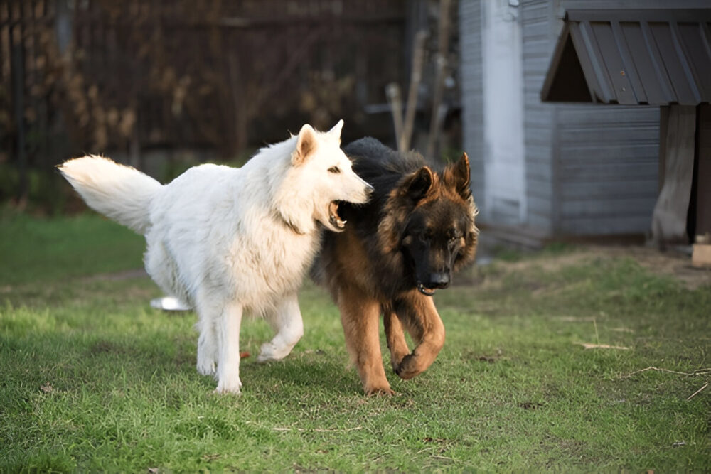 German Shepherd Color Variations Whats Rare and Whats Common