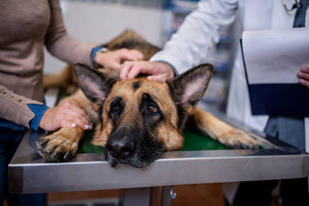 How Can Veterinary Supplements Support a German Shepherds Joint Health