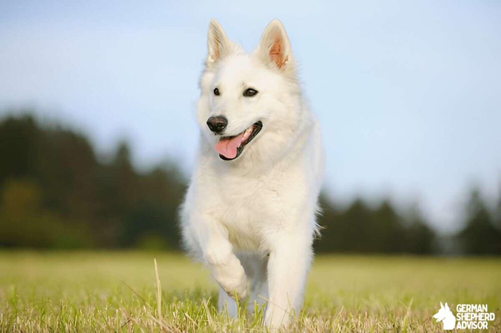 Pure White colour german shepherd