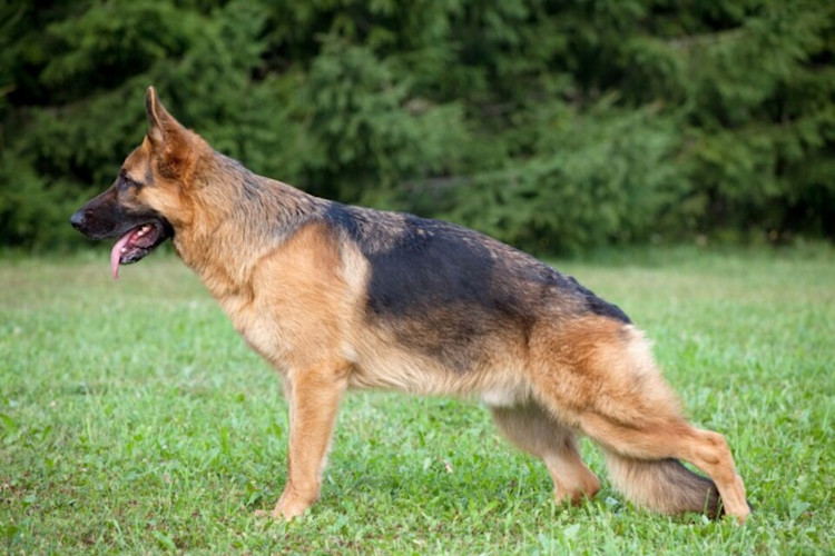 What Role Do Veterinary Supplies Play in Preventing Hip Dysplasia in German Shepherds